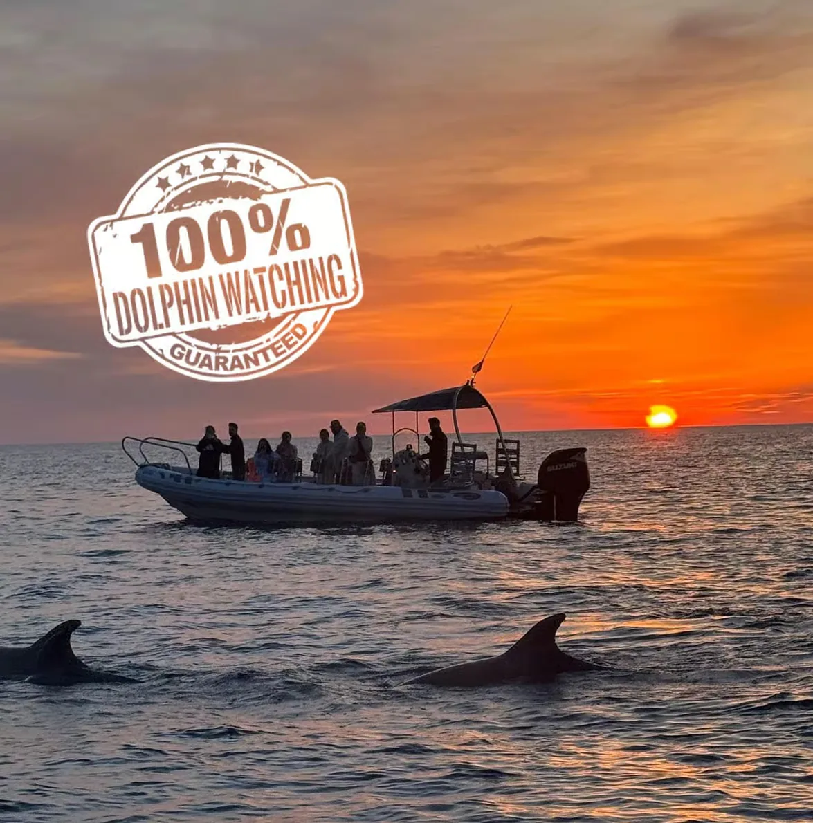 Avistamiento de delfines en Alcúdia en barco semiprivado
