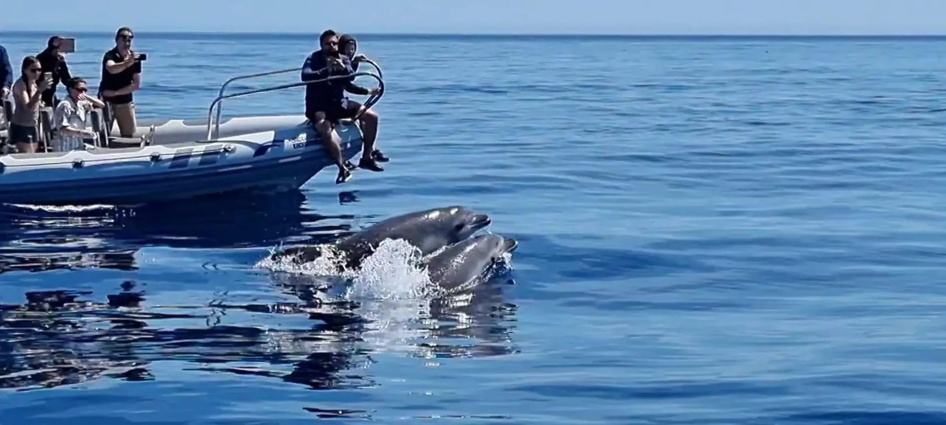 Dolphin watching in Alcúdia on a semi-private boat