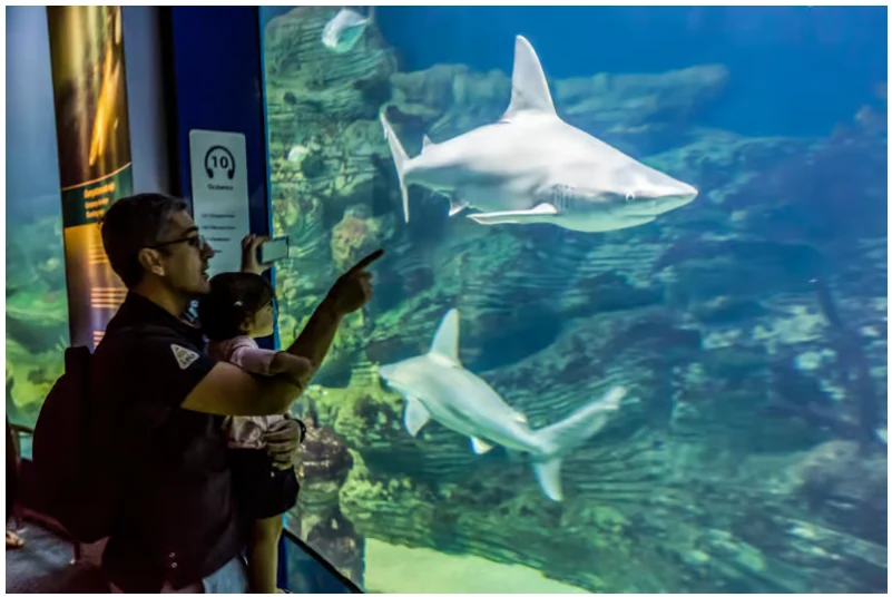 Billet Oceanogràfic Valence : prix, accès et conseils