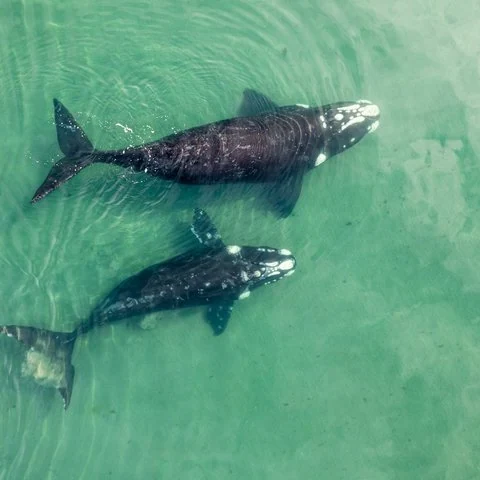 Observation terrestre des baleines et histoire depuis Florianópolis