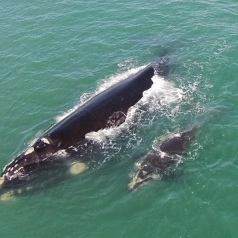 Observation privée des baleines depuis la terre