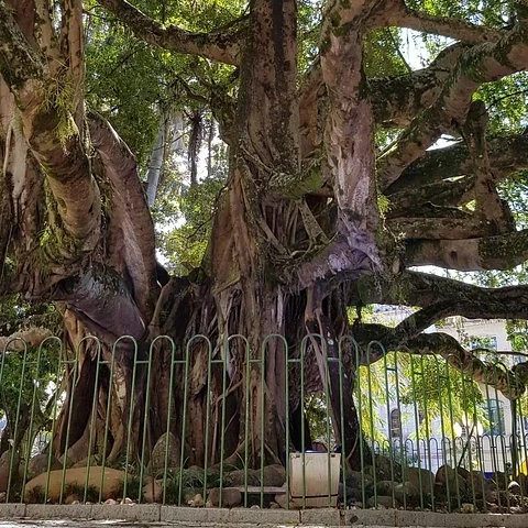Explorez le centre de Floripa avec un audioguide à votre rythme