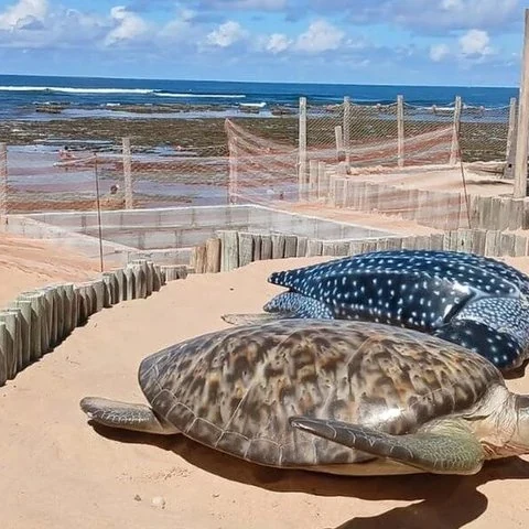 Découvrez Praia do Forte et Guarajuba en une journée