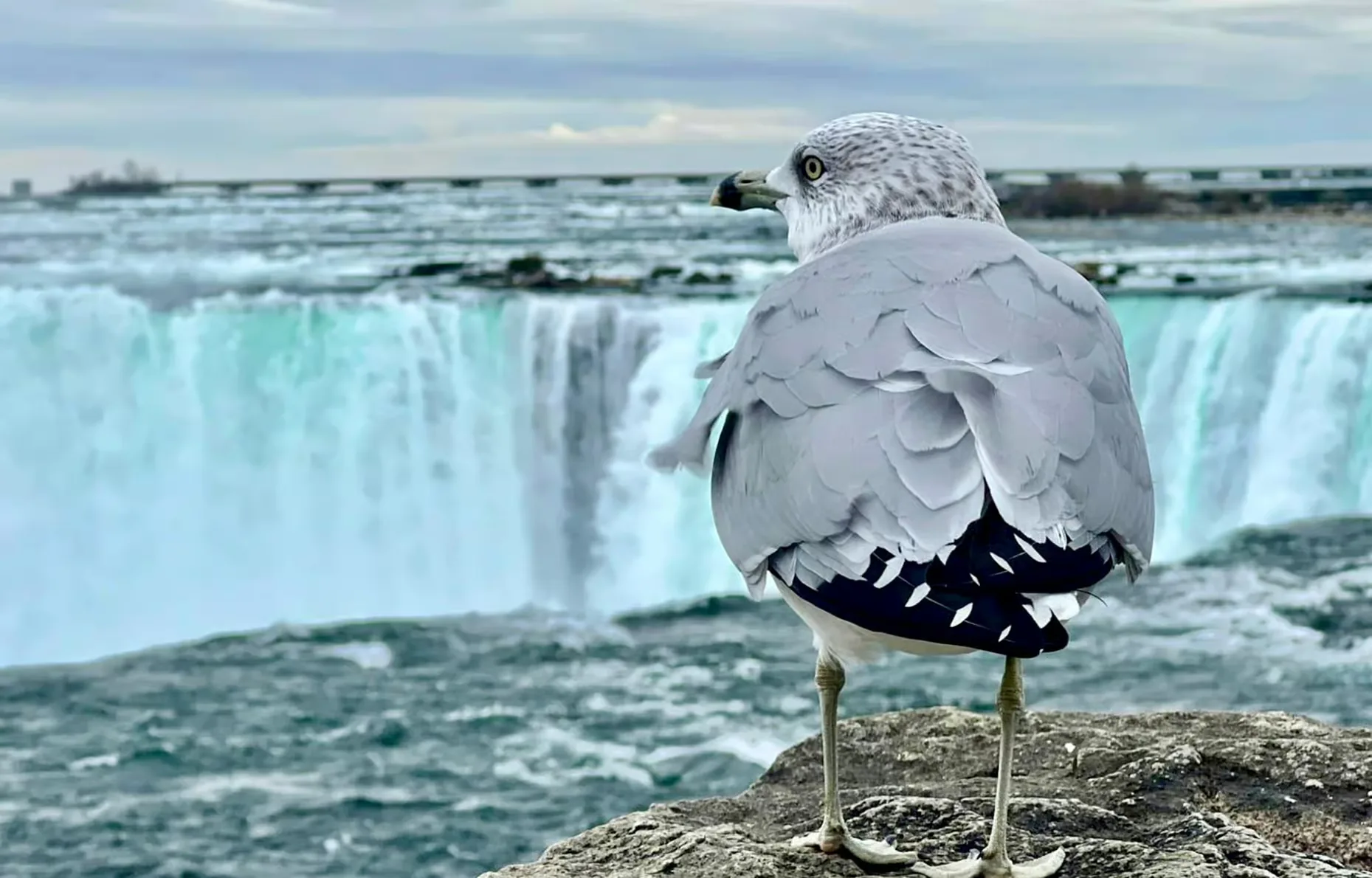 A gull on a rock with the falls in the background.
