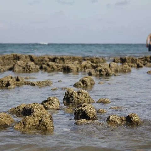 Découvrez Porto de Galinhas lors d’une excursion depuis Recife