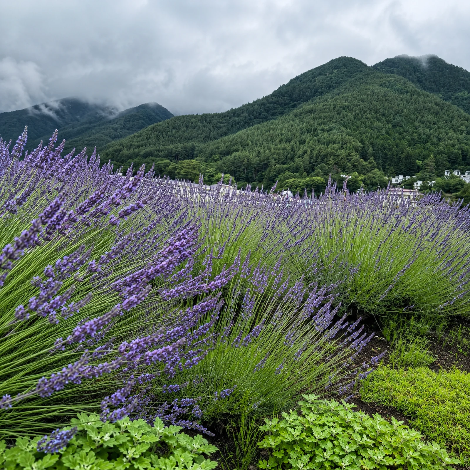 Mount Fuji tour from Tokyo with 6 photo stops