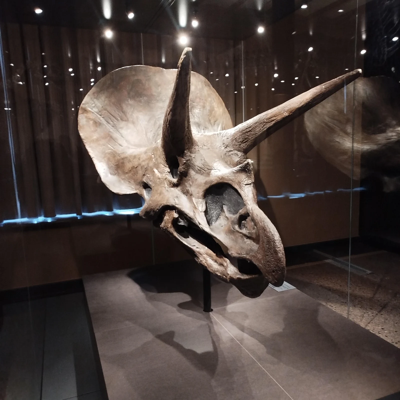 Eintrittskarte Naturkundemuseum Berlin | Dinosaurier und Fossilien