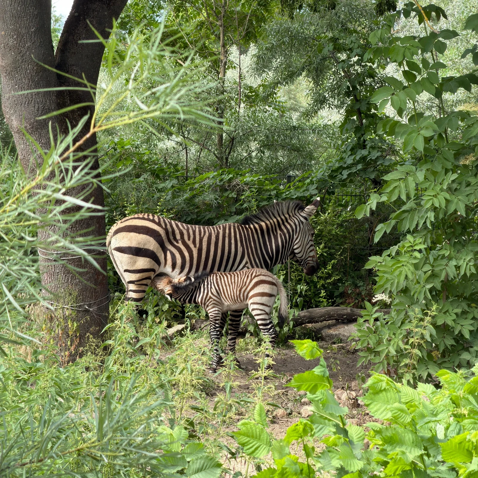 Tierpark Berlin Tickets: Besuch im größten Tierpark Europas