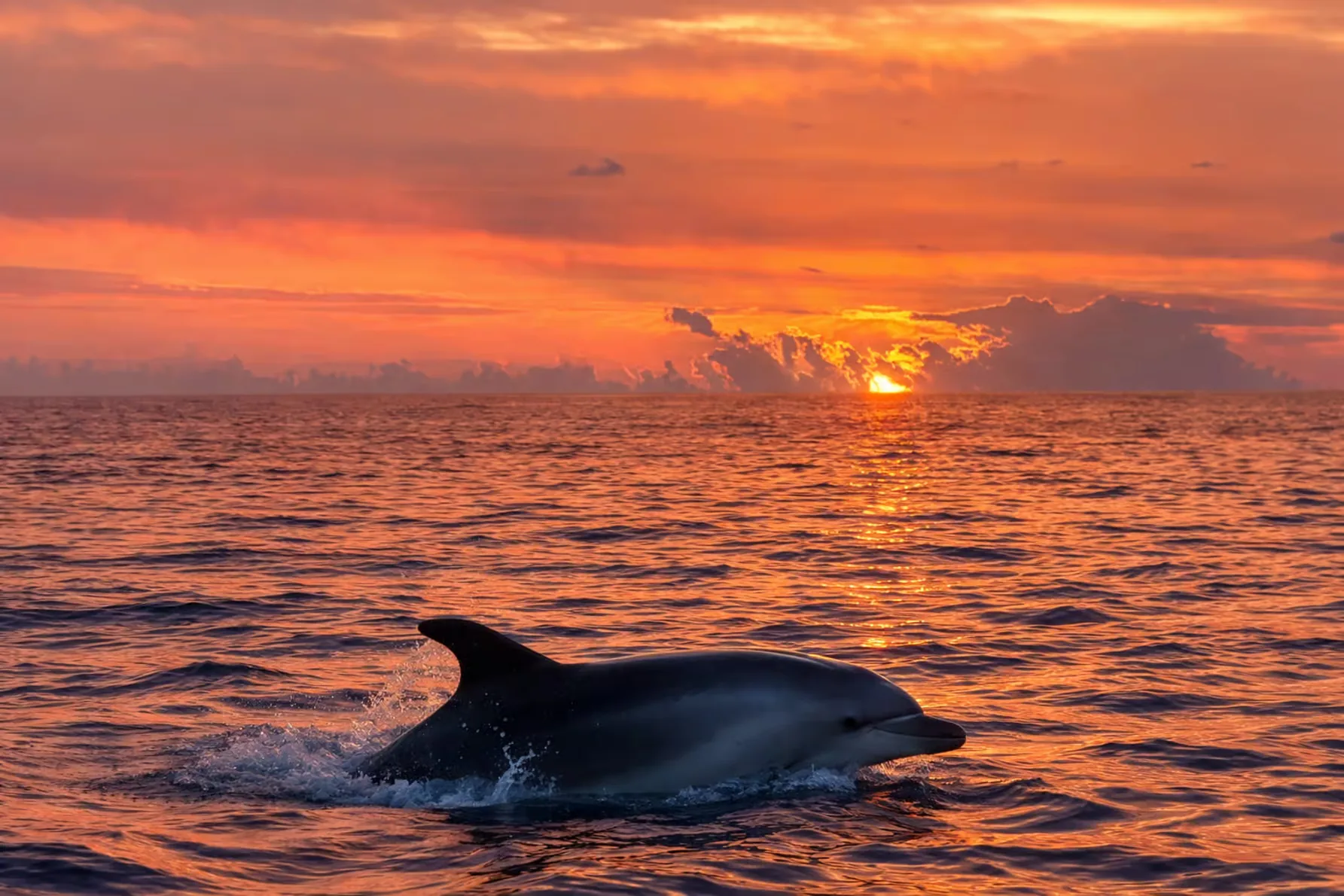 Avistamiento de delfines en Alcudia al amanecer en lancha motora