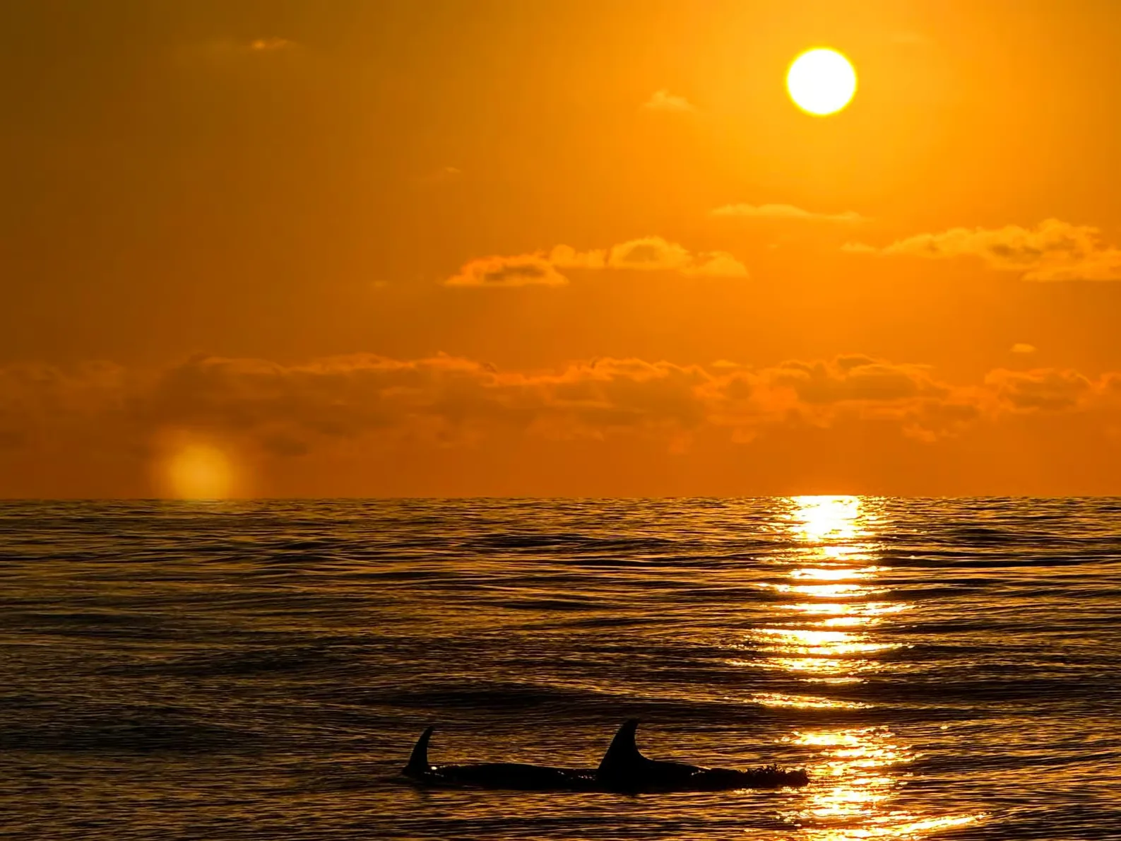 Sunrise dolphin watching in Alcudia on a small-group speedboat