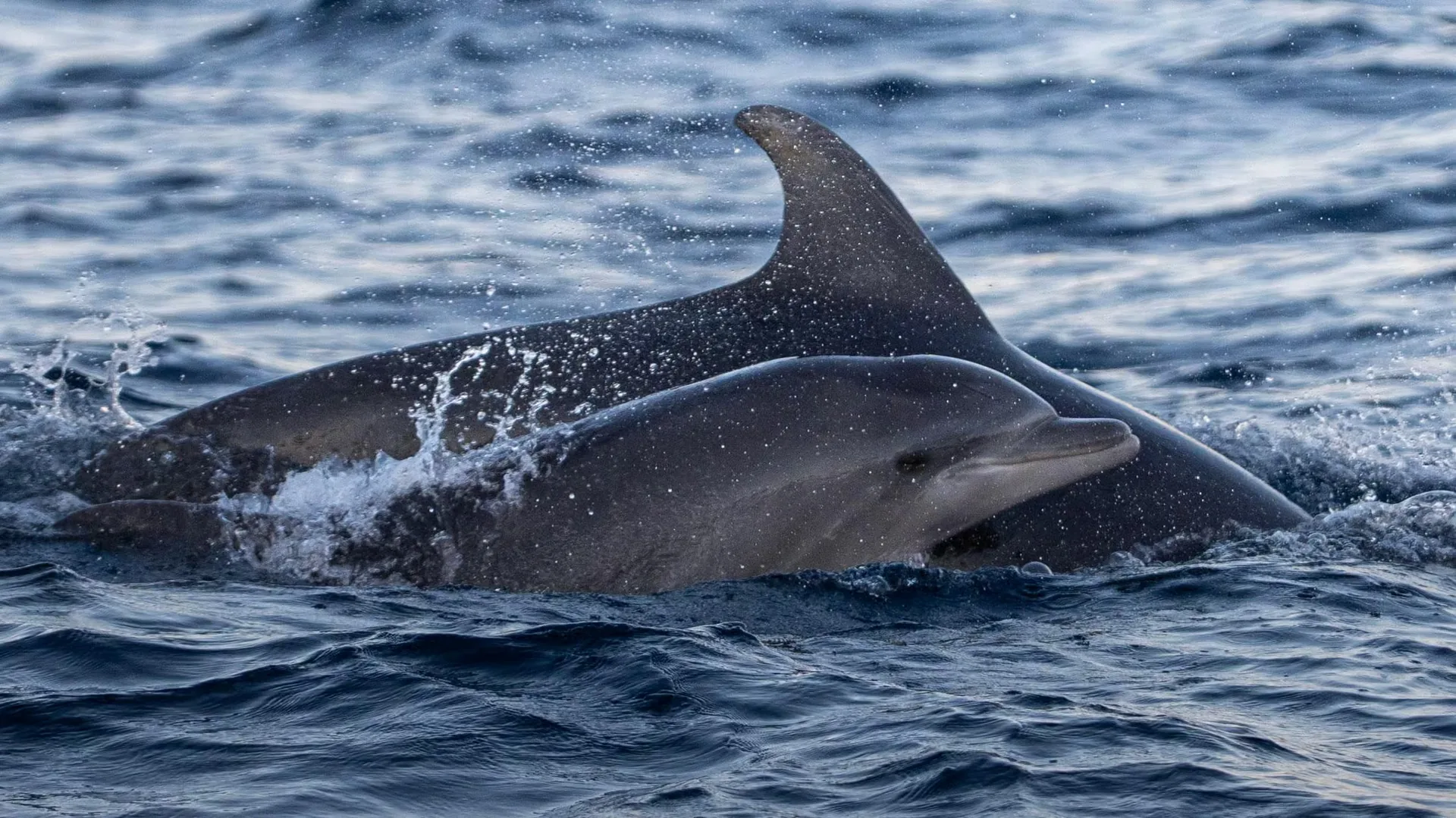 Sunrise dolphin watching in Alcudia on a small-group speedboat