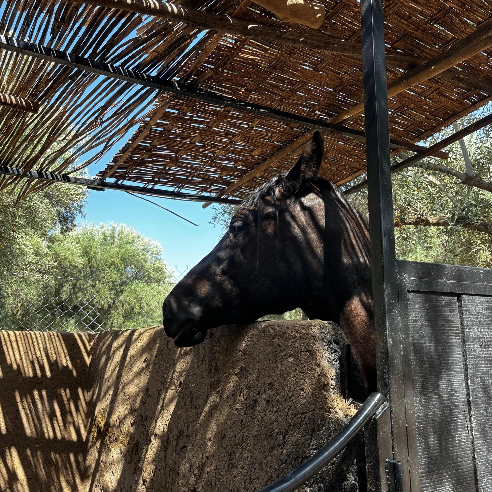 Balade à cheval Palmeraie Marrakech avec thé marocain et transfert
