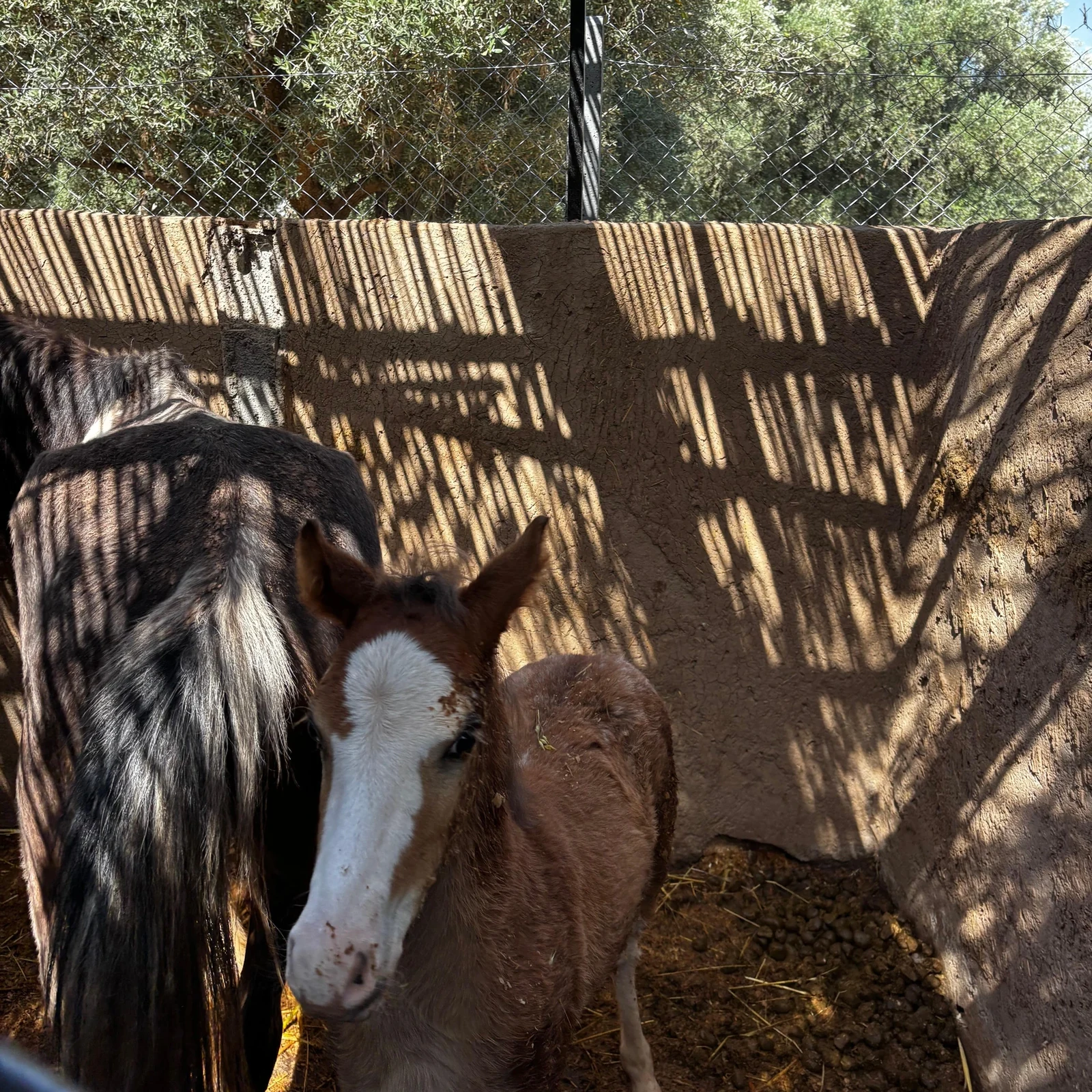 Balade à cheval dans la Palmeraie de Marrakech
