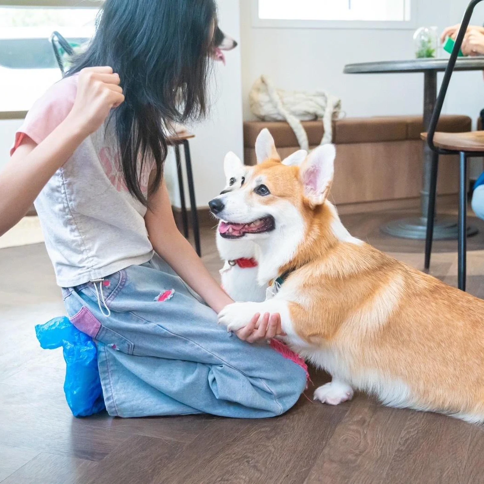 Corgi in the Garden Cafe Bangkok Ticket mit Corgis und Getränk