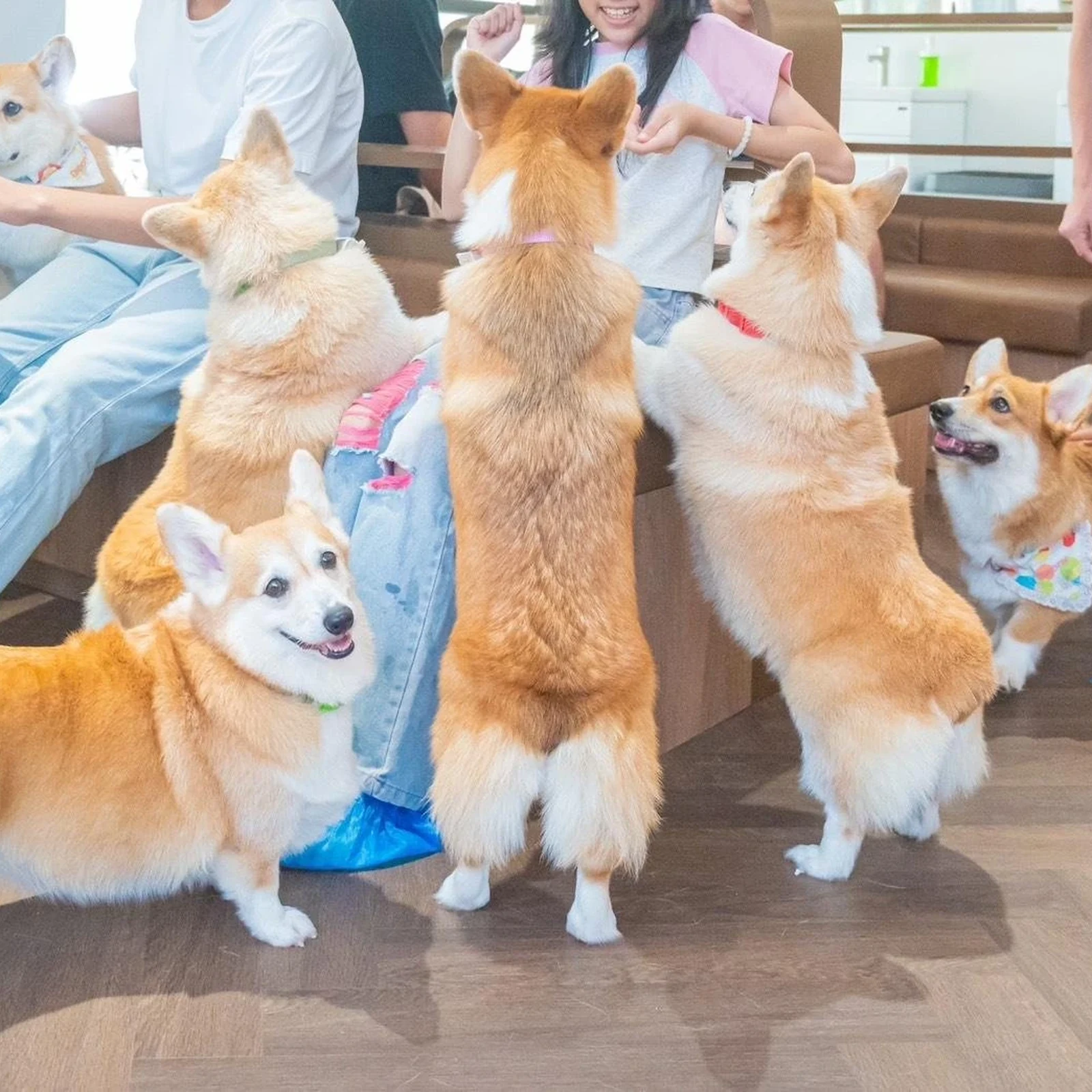 Corgi in the Garden Cafe Bangkok Ticket mit Corgis und Getränk