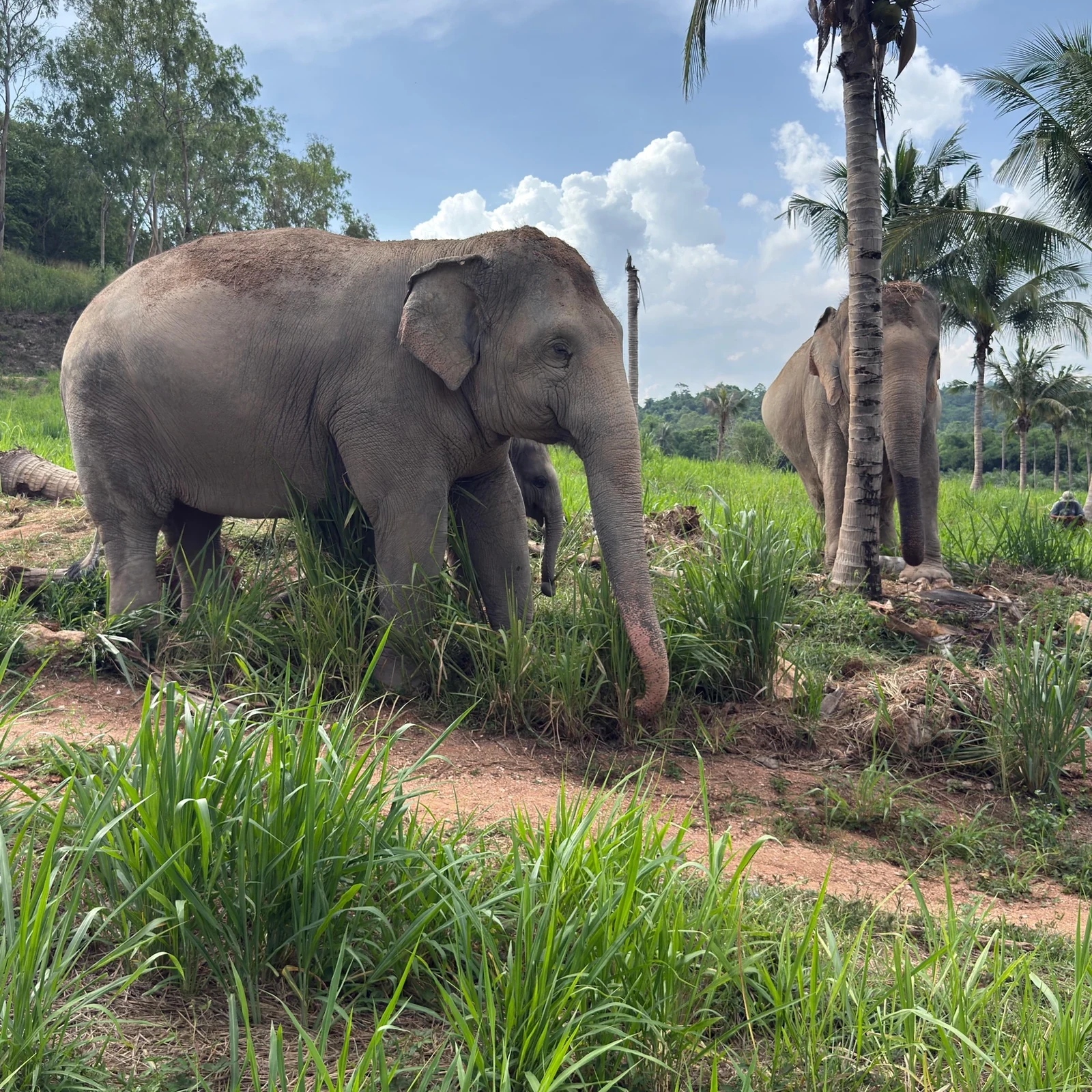 Living Green Elephant Sanctuary depuis Bangkok | Excursion éthique à Chonburi