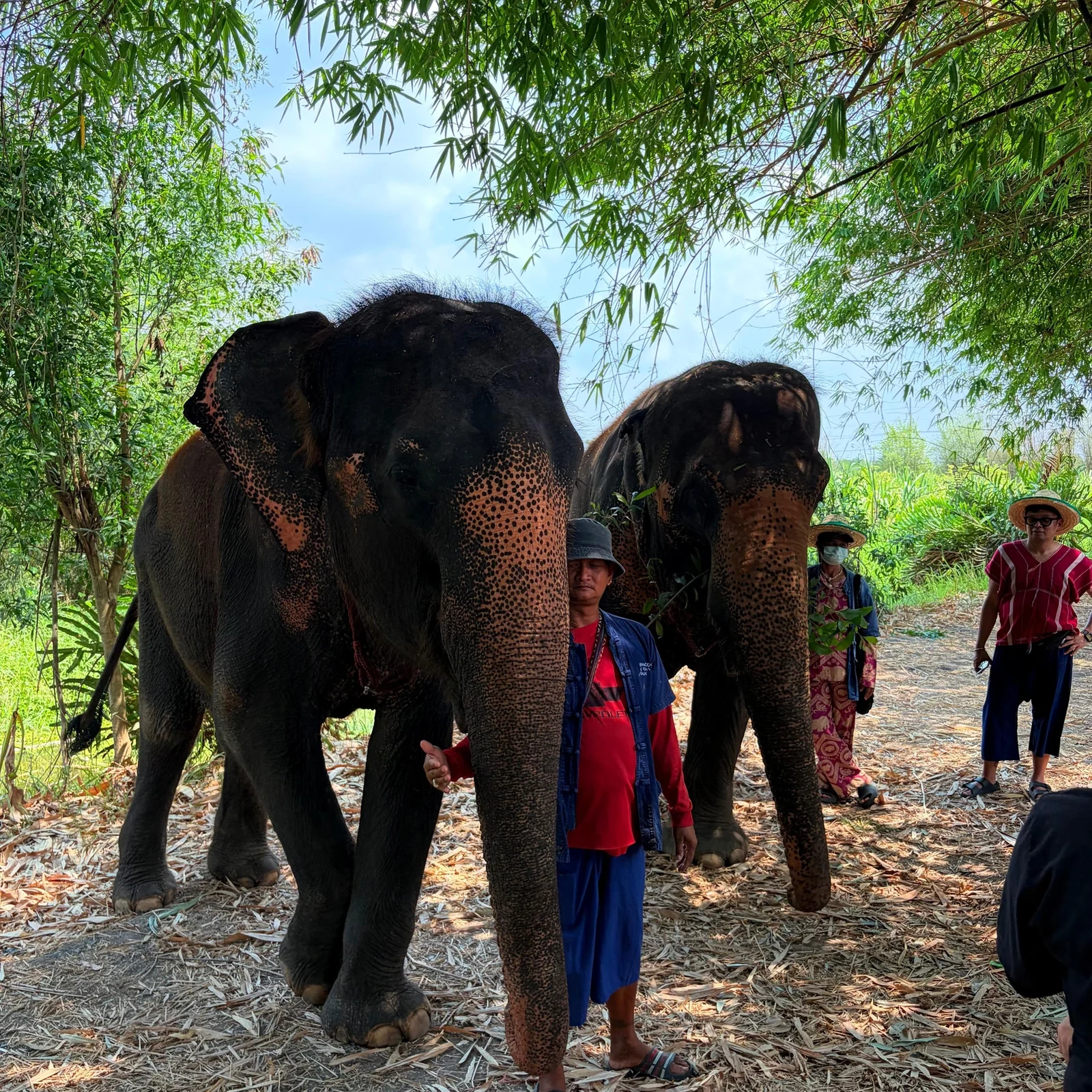 Experiencia con elefantes en Bangkok sin monta ni espectáculos