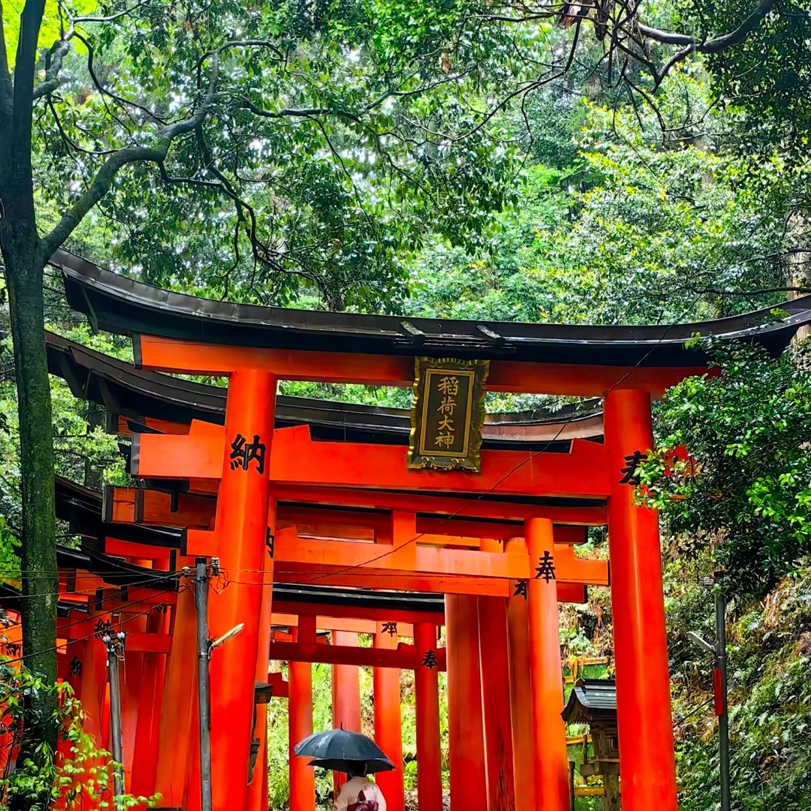 Excursion Arashiyama, parc de Nara et Fushimi Inari depuis Kyoto ou Osaka