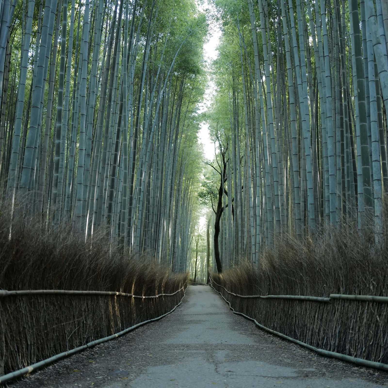 Visite matinale de Kyoto : Fushimi Inari, Arashiyama et Kinkakuji avant la foule