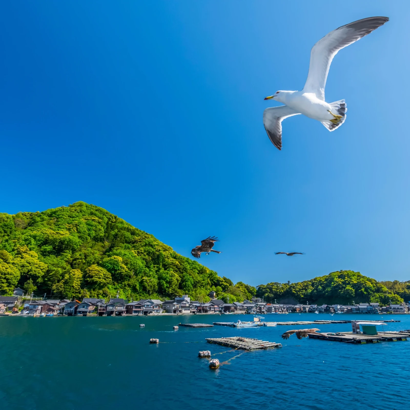 Tour Amanohashidate, Ine Funaya et Miyama depuis Kyoto ou Osaka : faut-il réserver ?