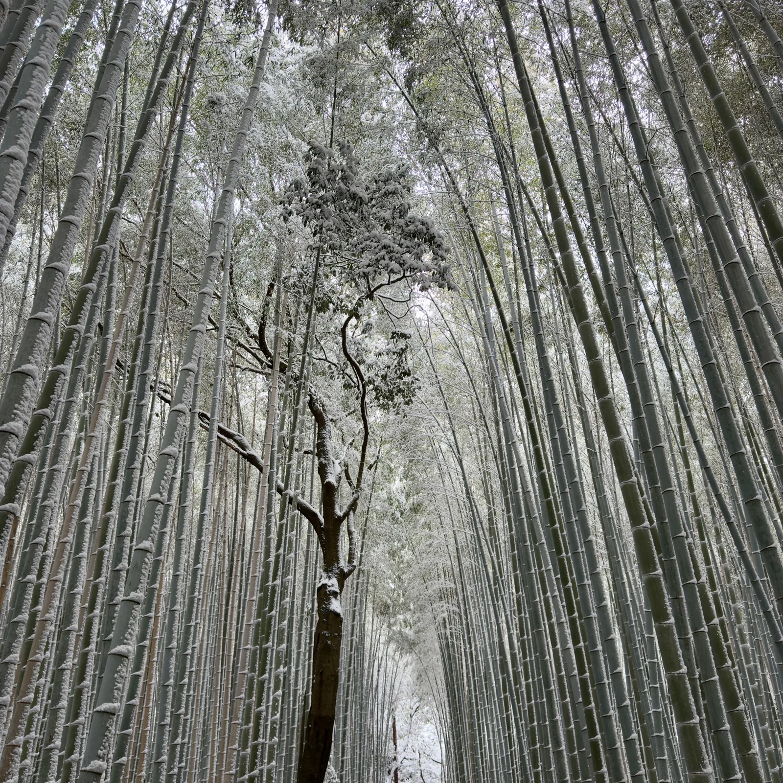 Private Kyoto Tour mit Guide und Luxusfahrzeug