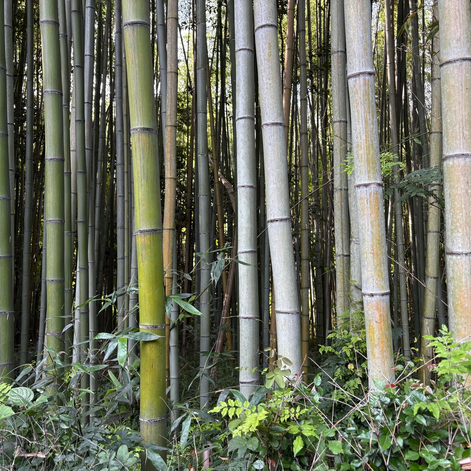 Private Kyoto Tour mit Guide und Luxusfahrzeug