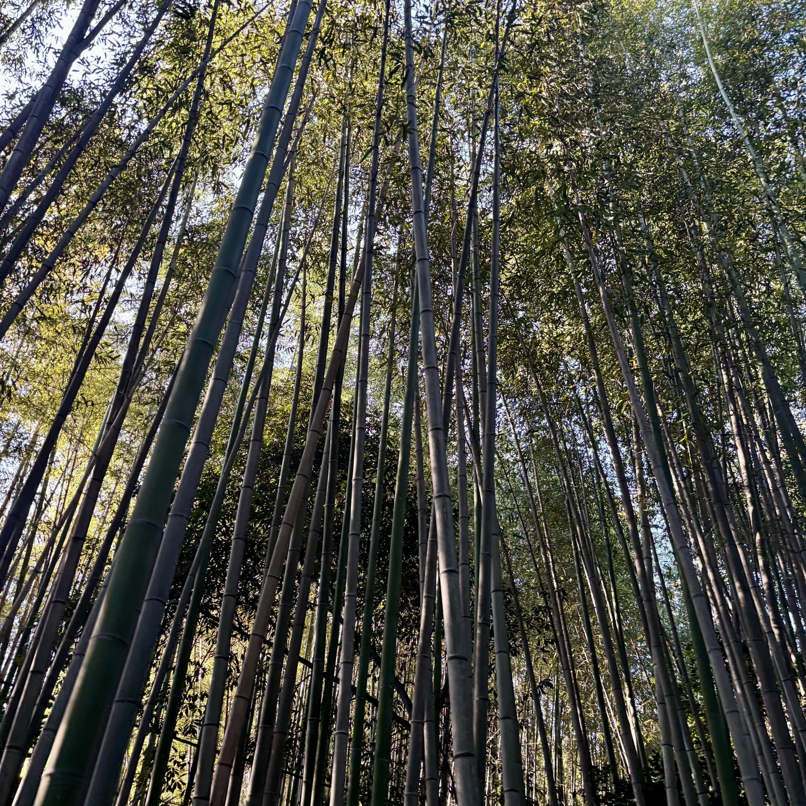 Kyoto : visite d’Arashiyama en pousse-pousse et bambouseraie