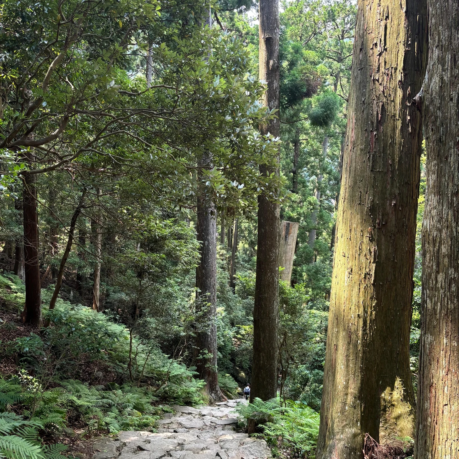 Excursión al Kumano Kodo desde Osaka: los tres grandes santuarios y Nachi