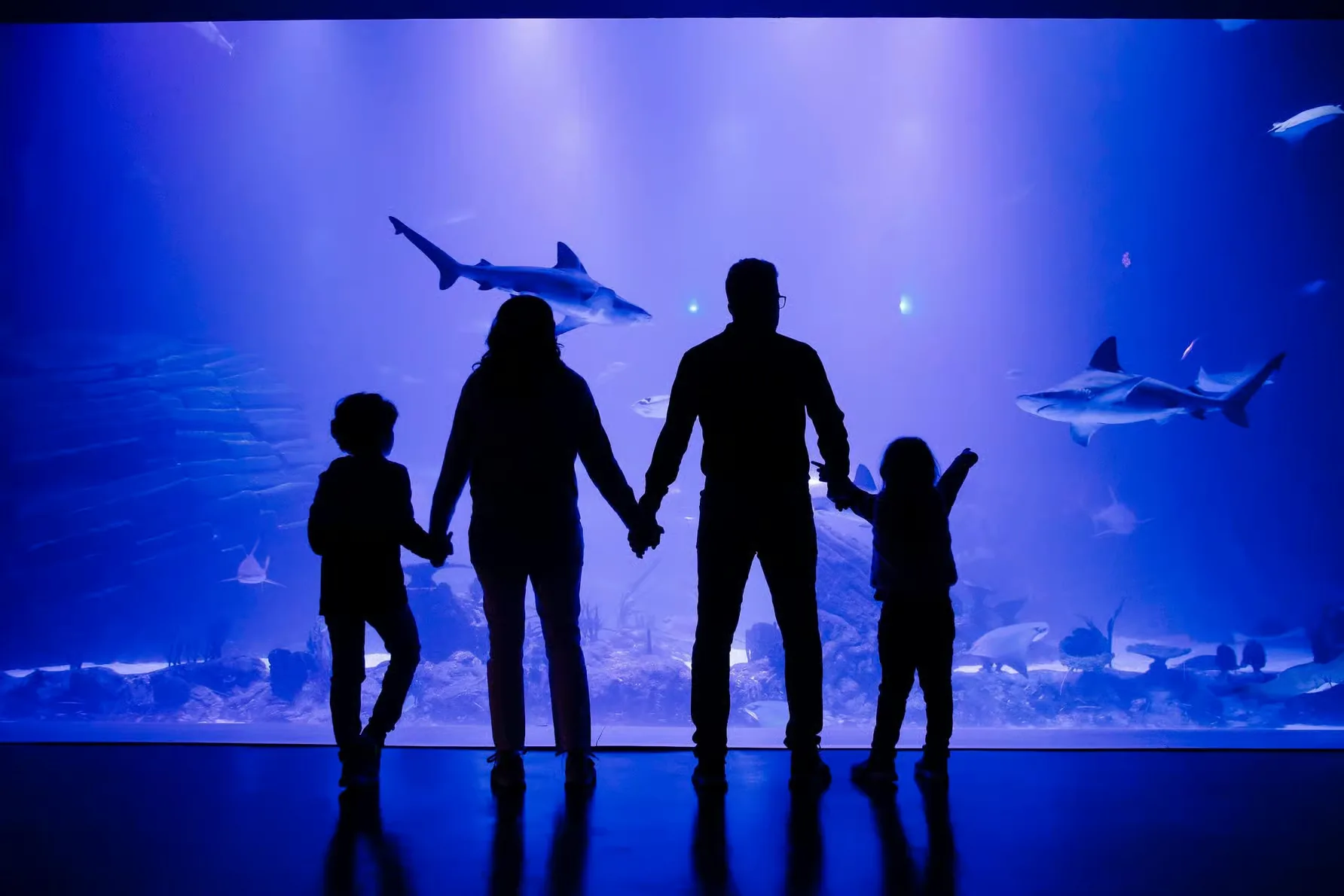 Madrid : billet d'entrée pour Atlantis Aquarium