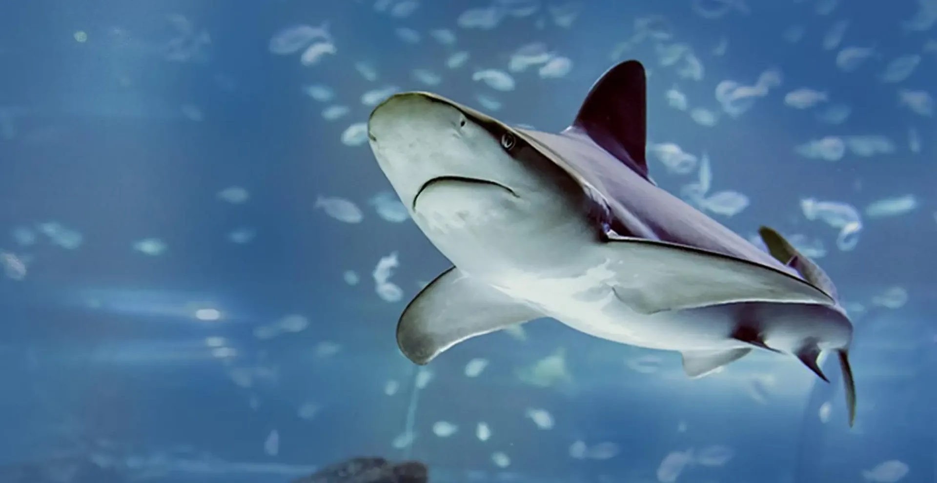 Eintritt ins Atlantis Aquarium Madrid