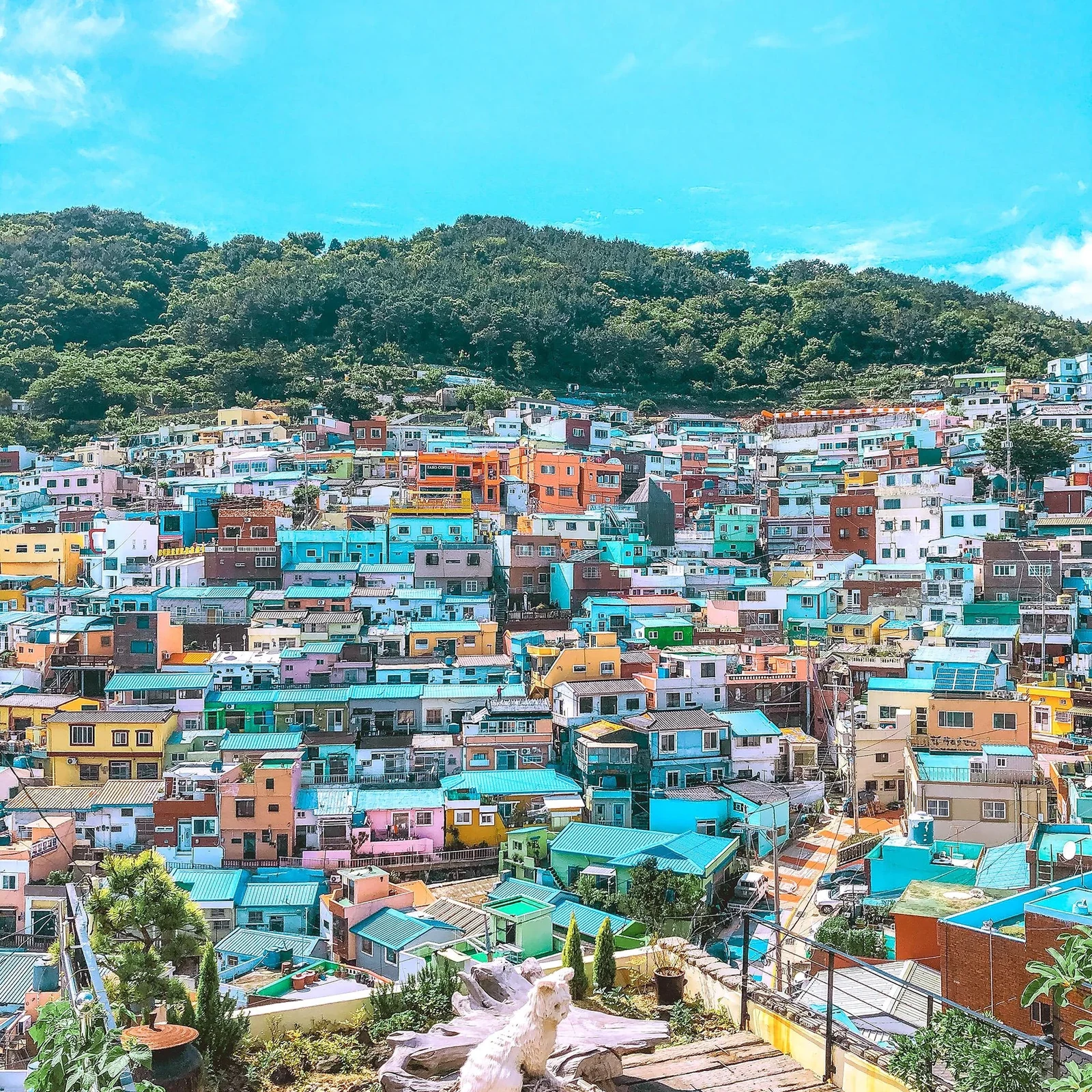 Tagesausflug von Daegu nach Busan: Küste, Tempel und Gamcheon
