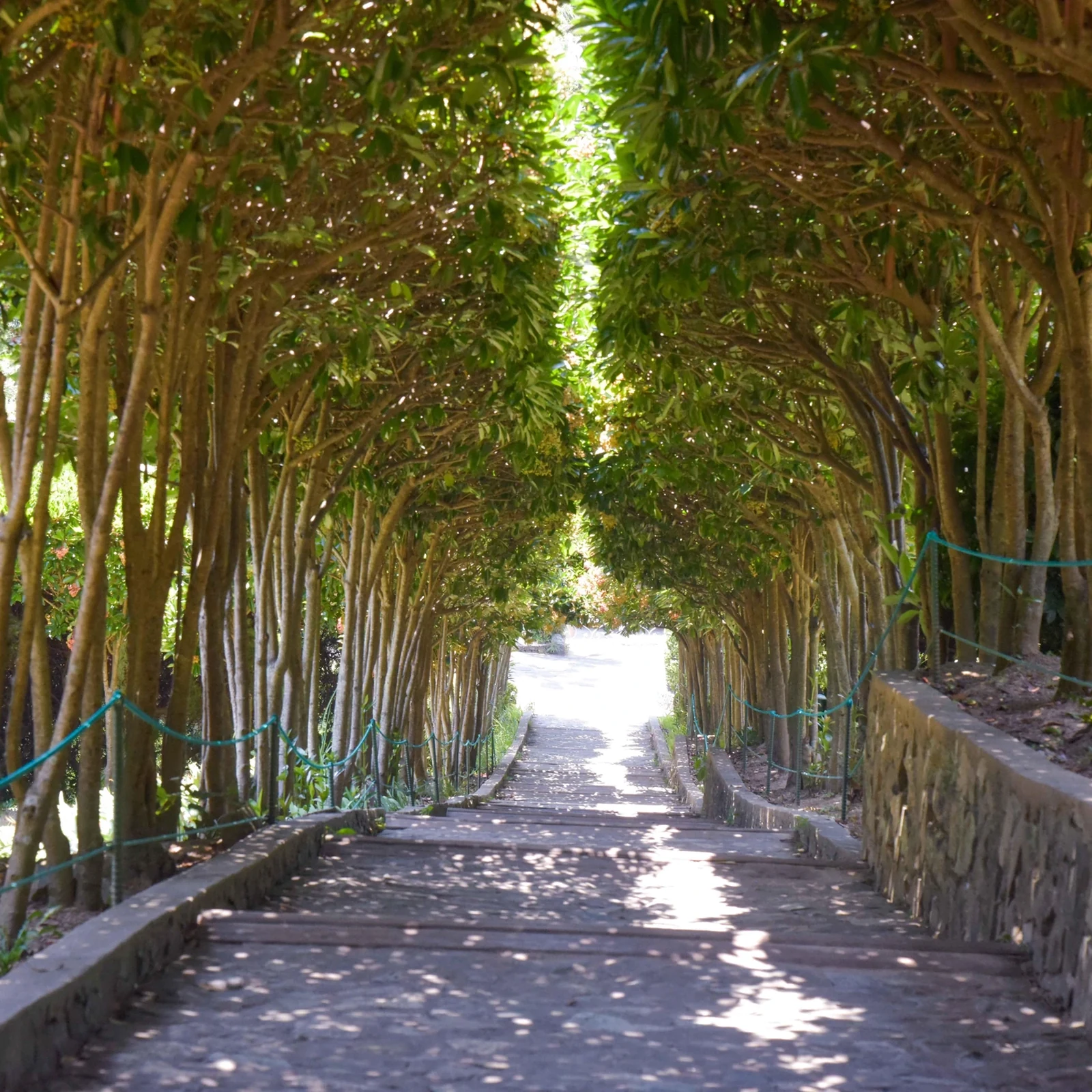 Excursion de Busan à Geoje et Oedo Botania en une journée