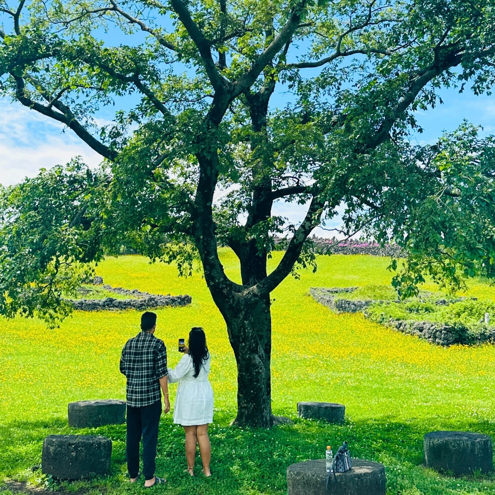 Tour durch den Südwesten von Jeju mit Hallasan, Wasserfällen und Teefeldern
