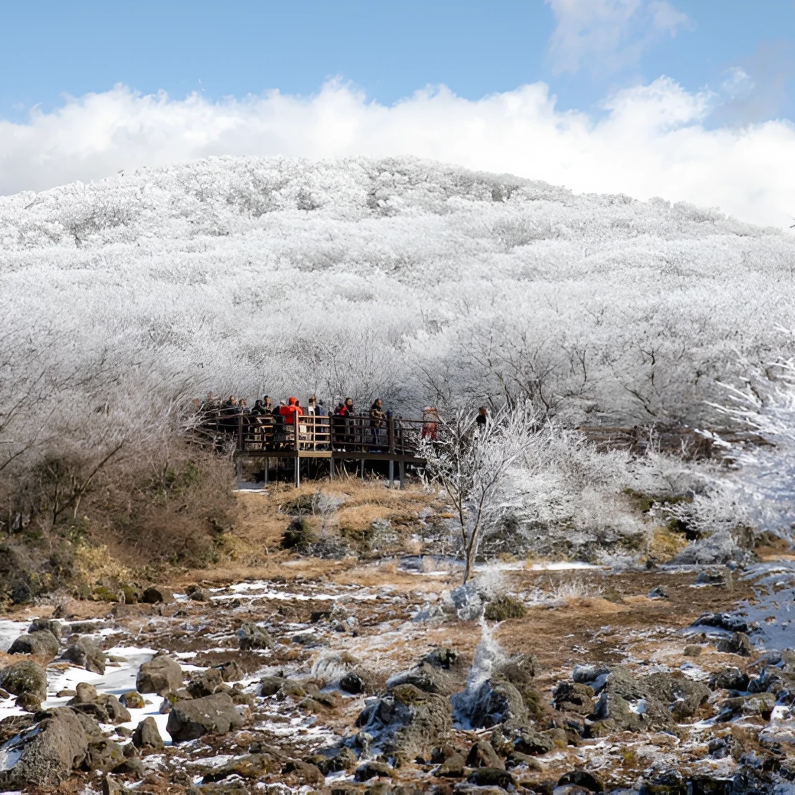 Southwest Jeju Tour with Hallasan, Waterfalls and Tea Fields