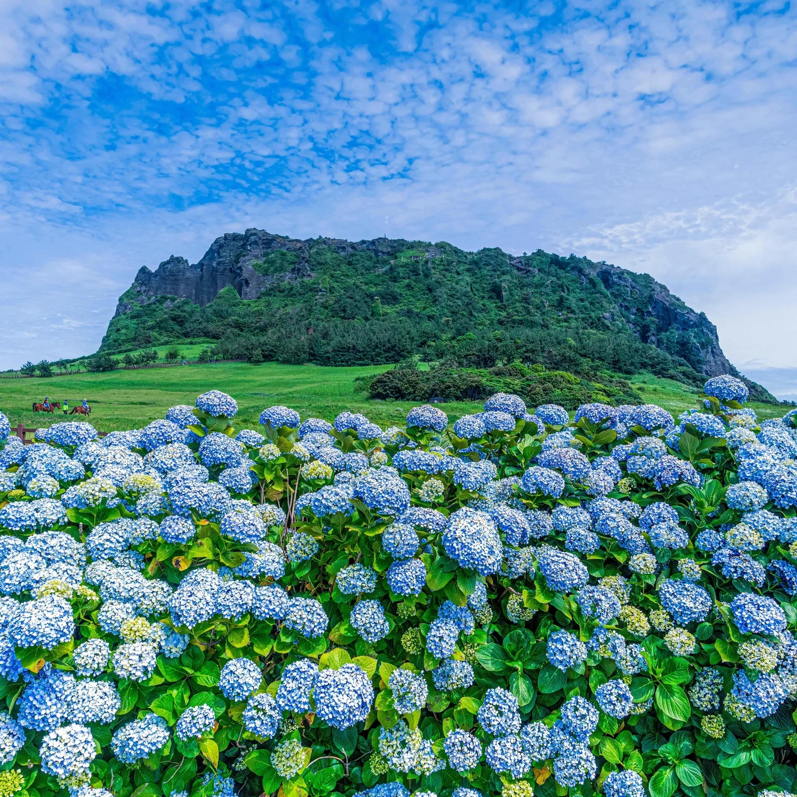 Excursion dans l’est de Jeju : plages, volcans et hortensias