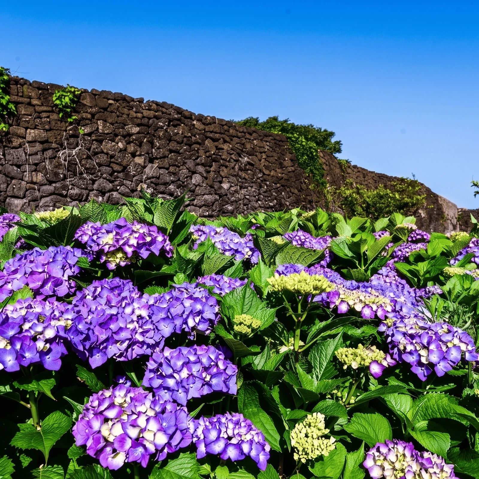 Excursion dans l’est de Jeju : plages, volcans et hortensias