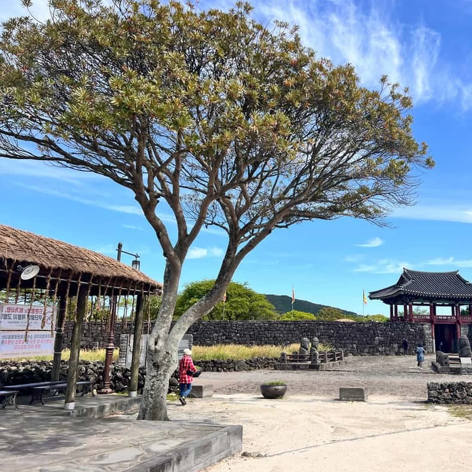 Excursion dans l’est de Jeju depuis Seogwipo sans voiture