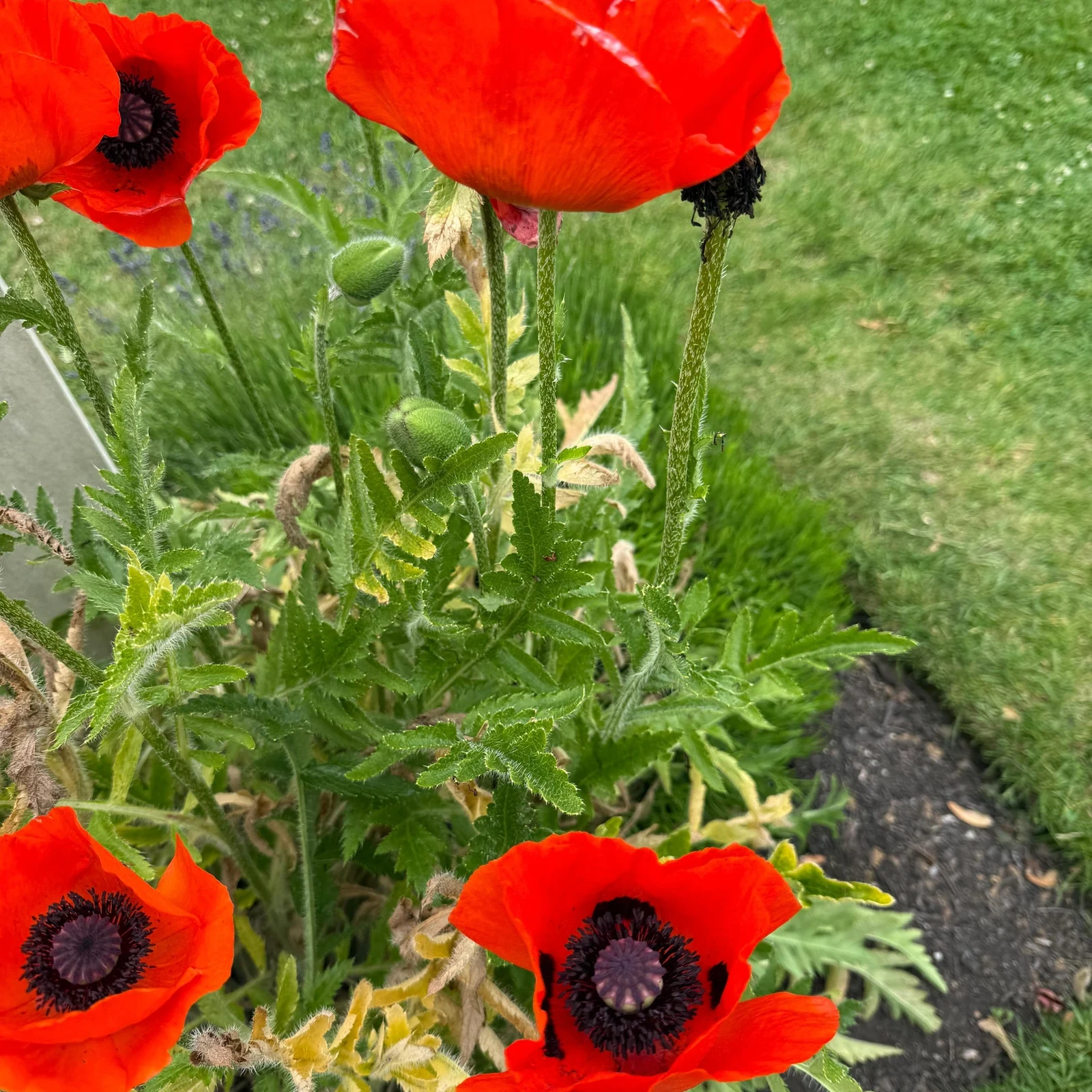Excursión a Juno Beach desde París: ruta canadiense del Día D