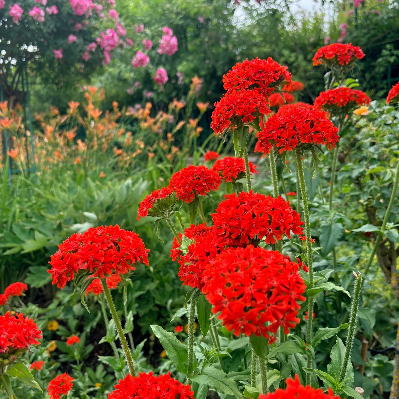 Giverny Day Trip from Paris: Monet’s House and Gardens
