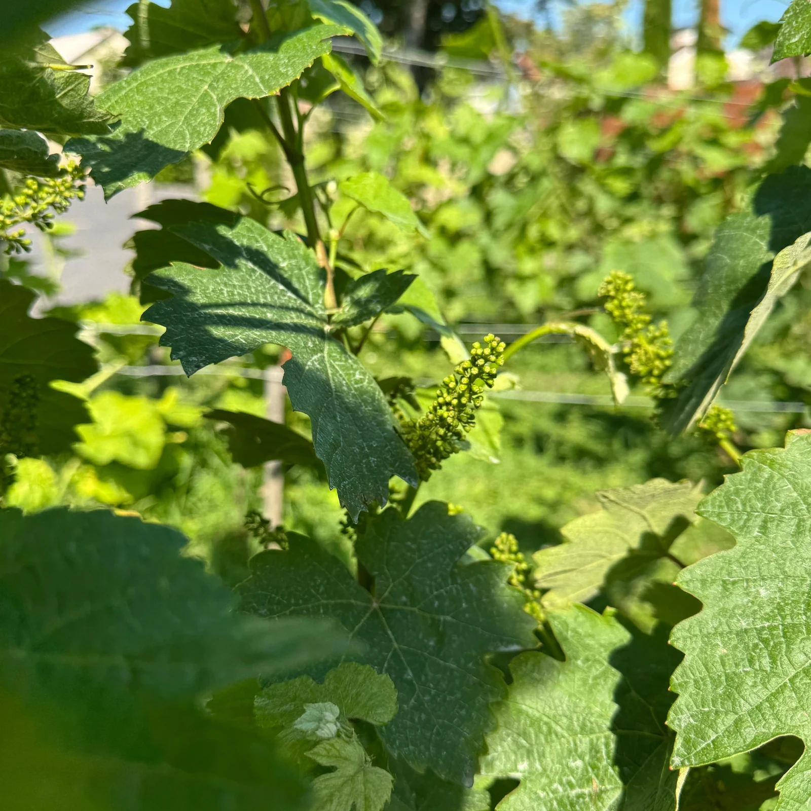 Champagner-Tagesausflug ab Paris mit sechs Verkostungen und nur acht Gästen