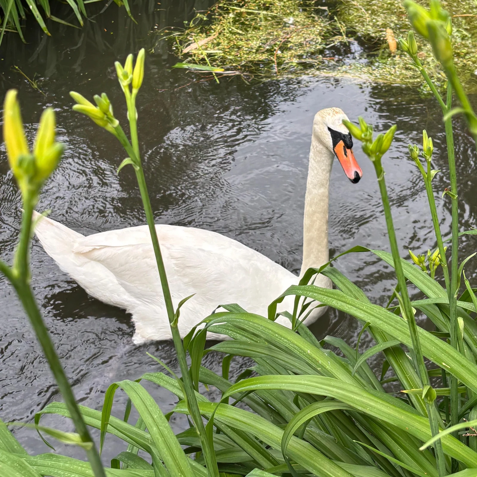 Excursión a Giverny y Versalles desde París en un día