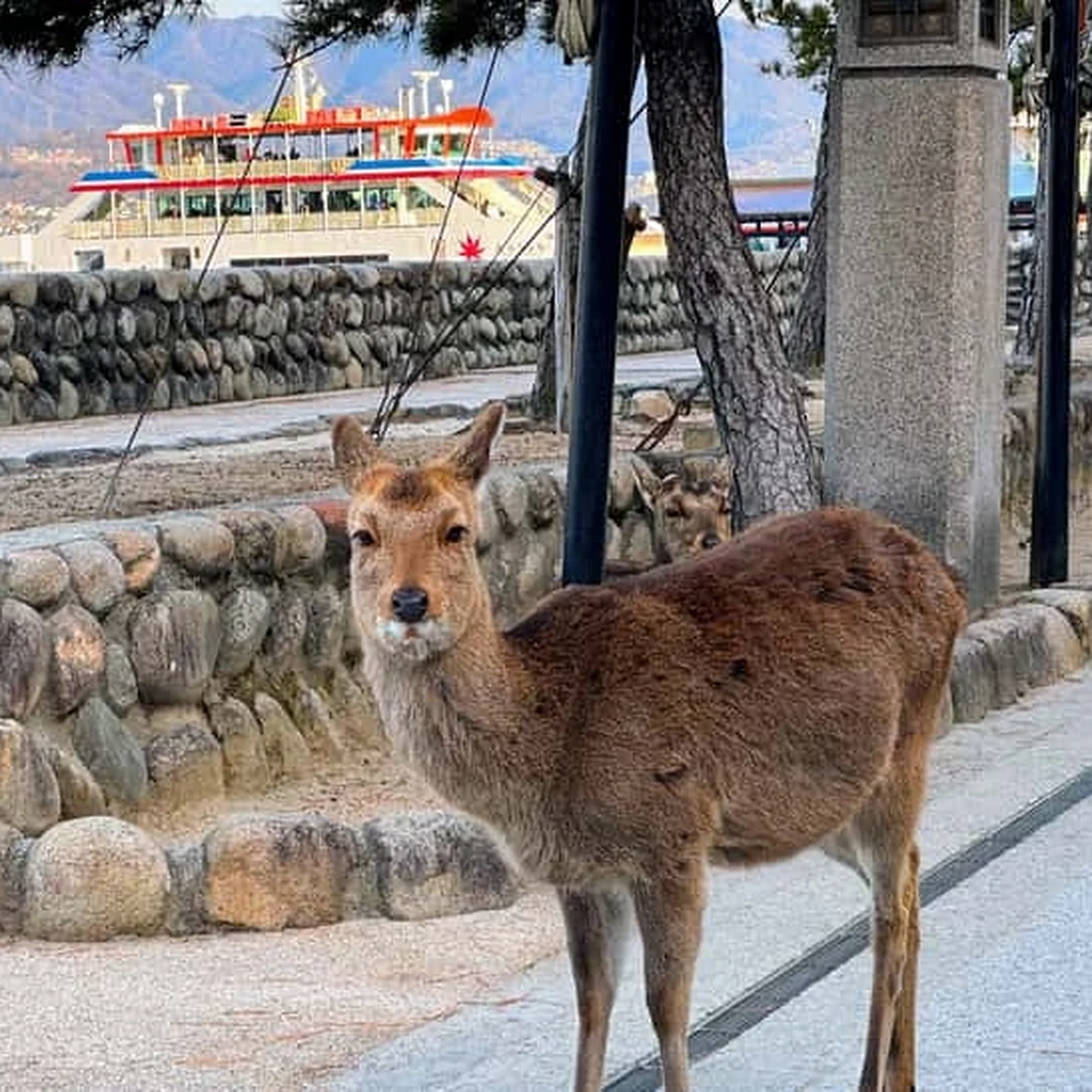Hiroshima Miyajima Tagestour: Geschichte, Tempel und Fähre