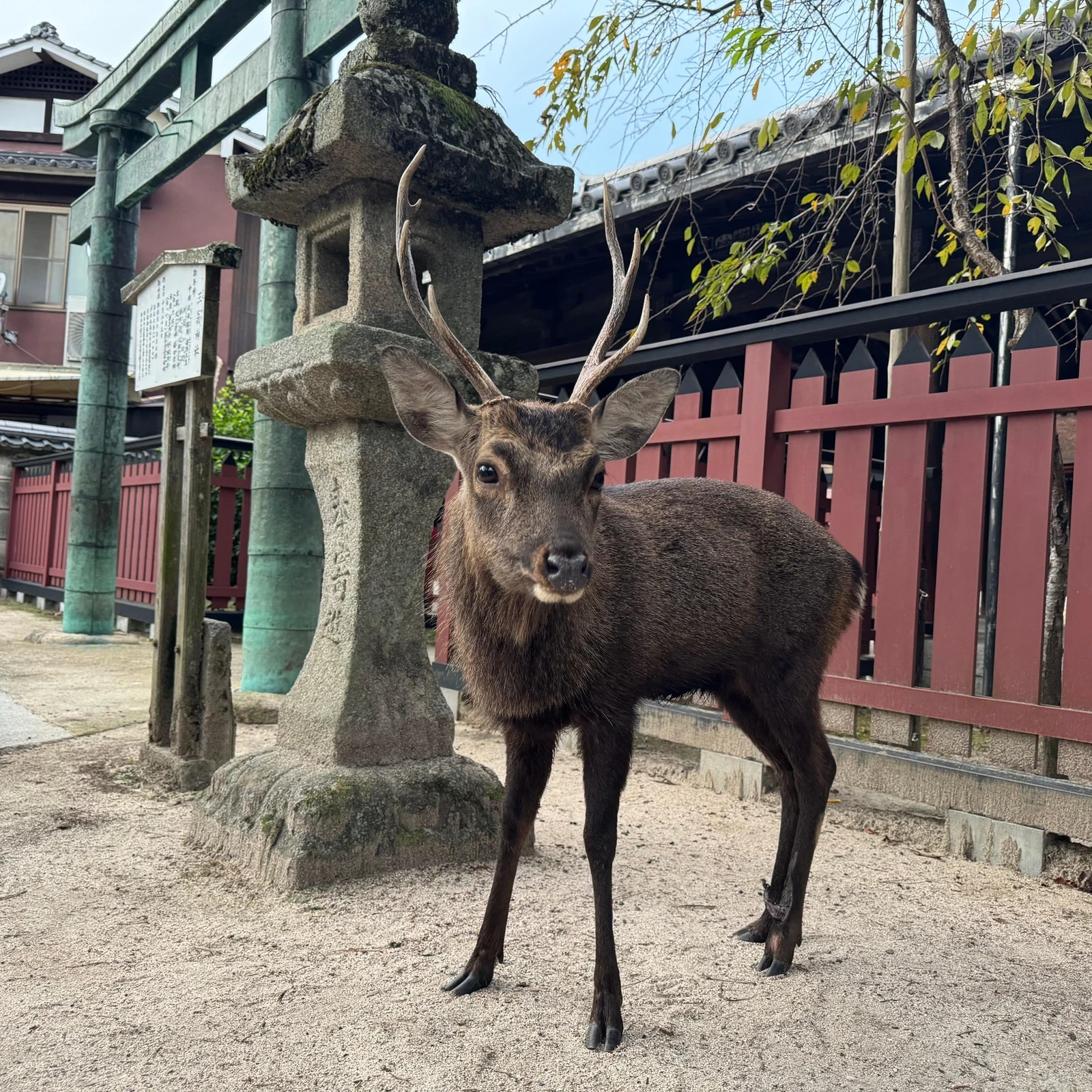 Visite privée Hiroshima et Miyajima en environ 6 heures