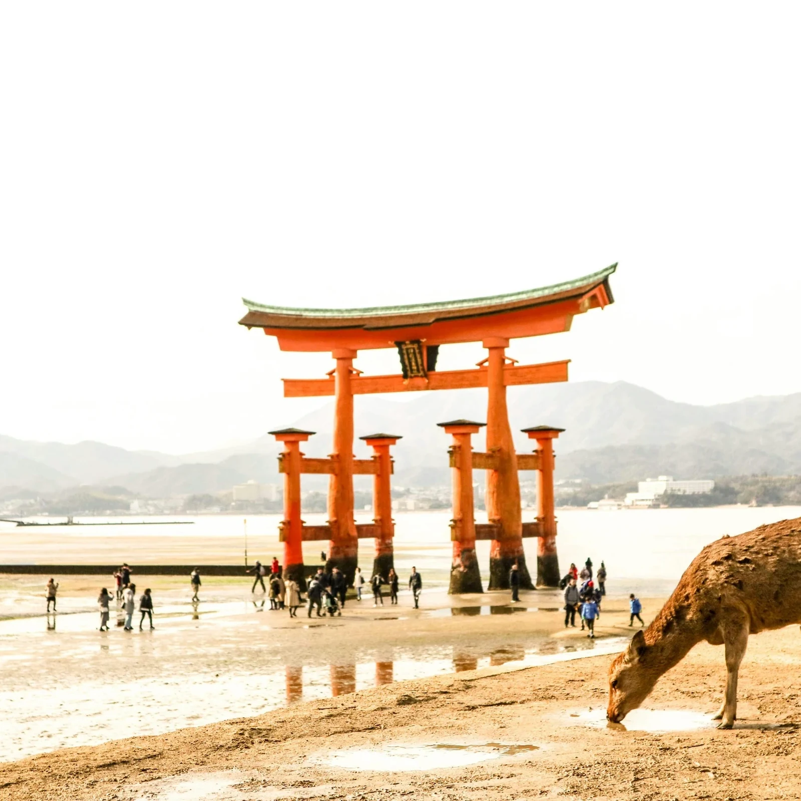 Excursion Hiroshima et Miyajima depuis Osaka : deux sites emblématiques en une journée