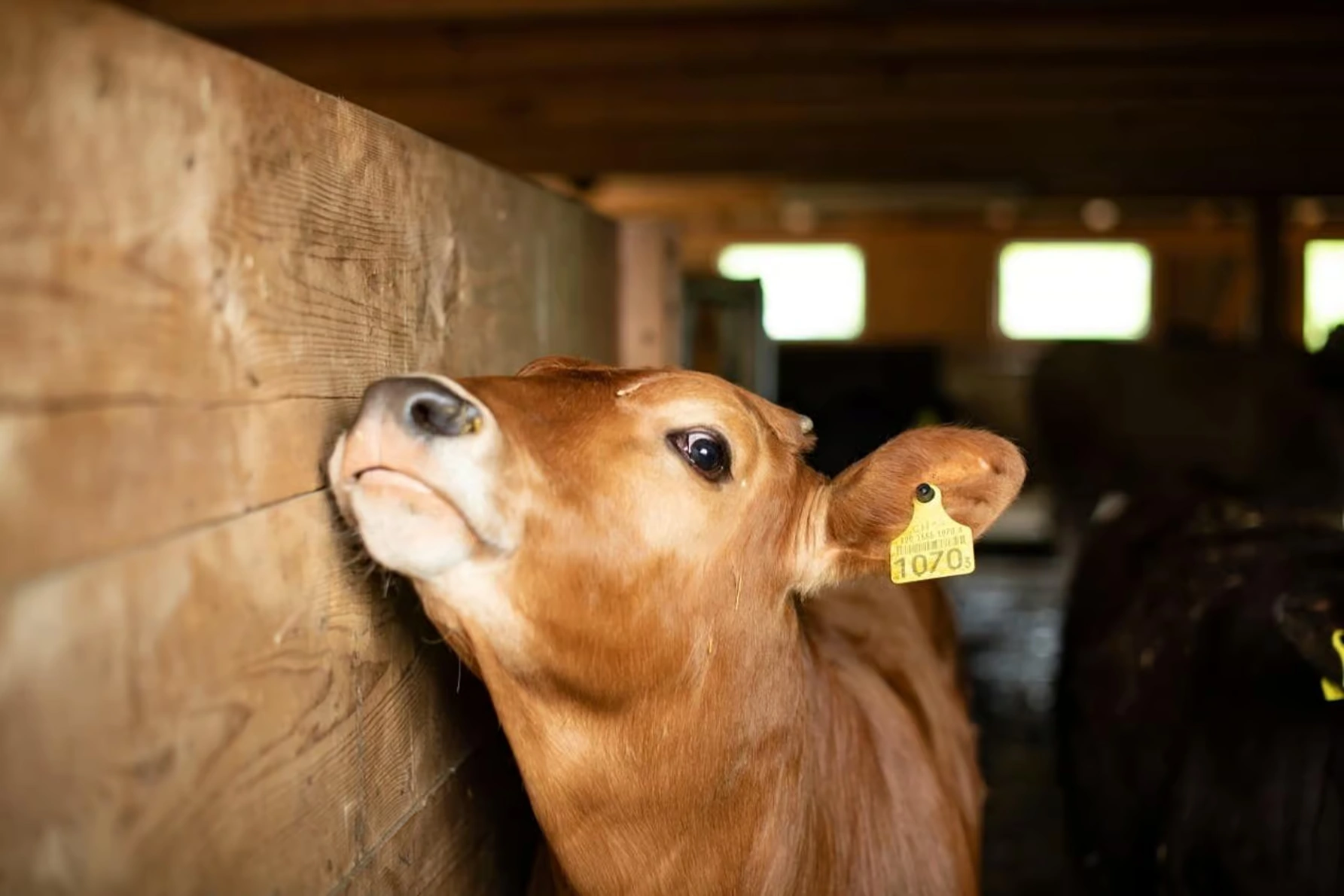 Appenzell-Tagesausflug ab Zürich: Käse, Bauernhof und Alpenblick
