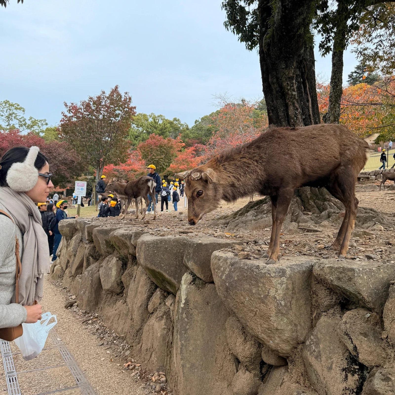 Excursion privée Hiroshima et Miyajima depuis Osaka ou Kyoto en une journée