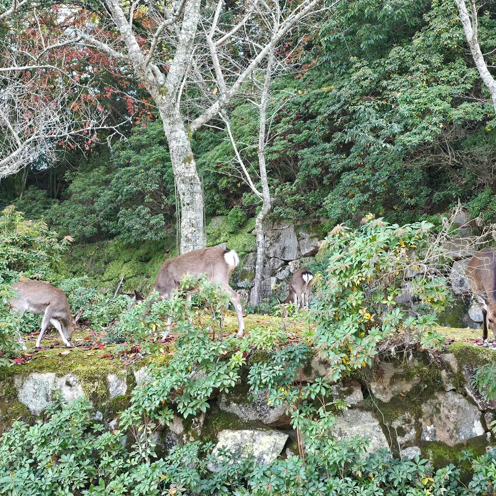Tour Miyajima desde Hiroshima: visita guiada de medio día