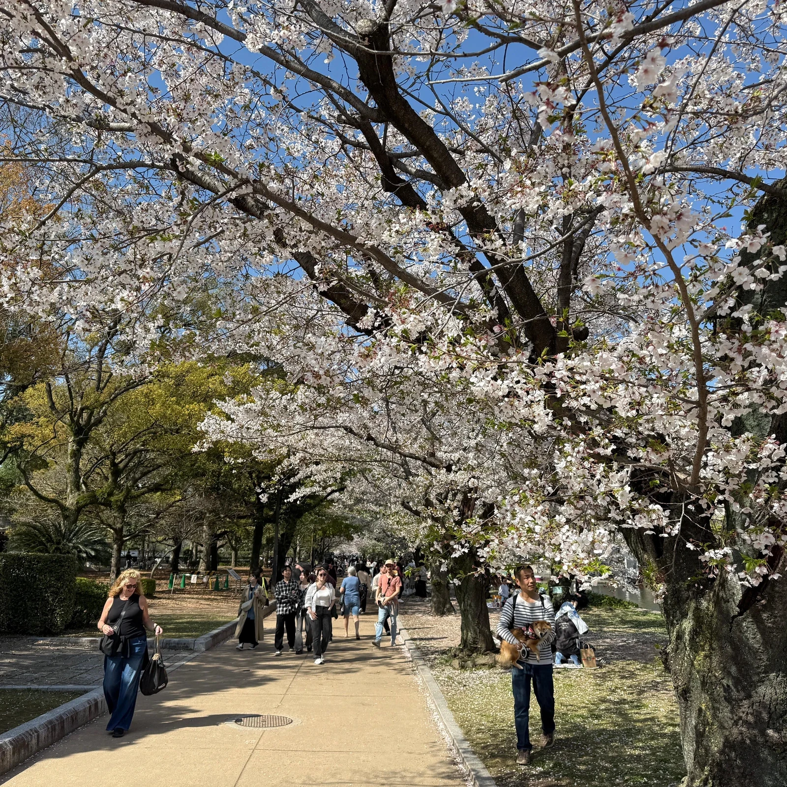Visite du Parc du Mémorial de la Paix à Hiroshima : Walking Through History