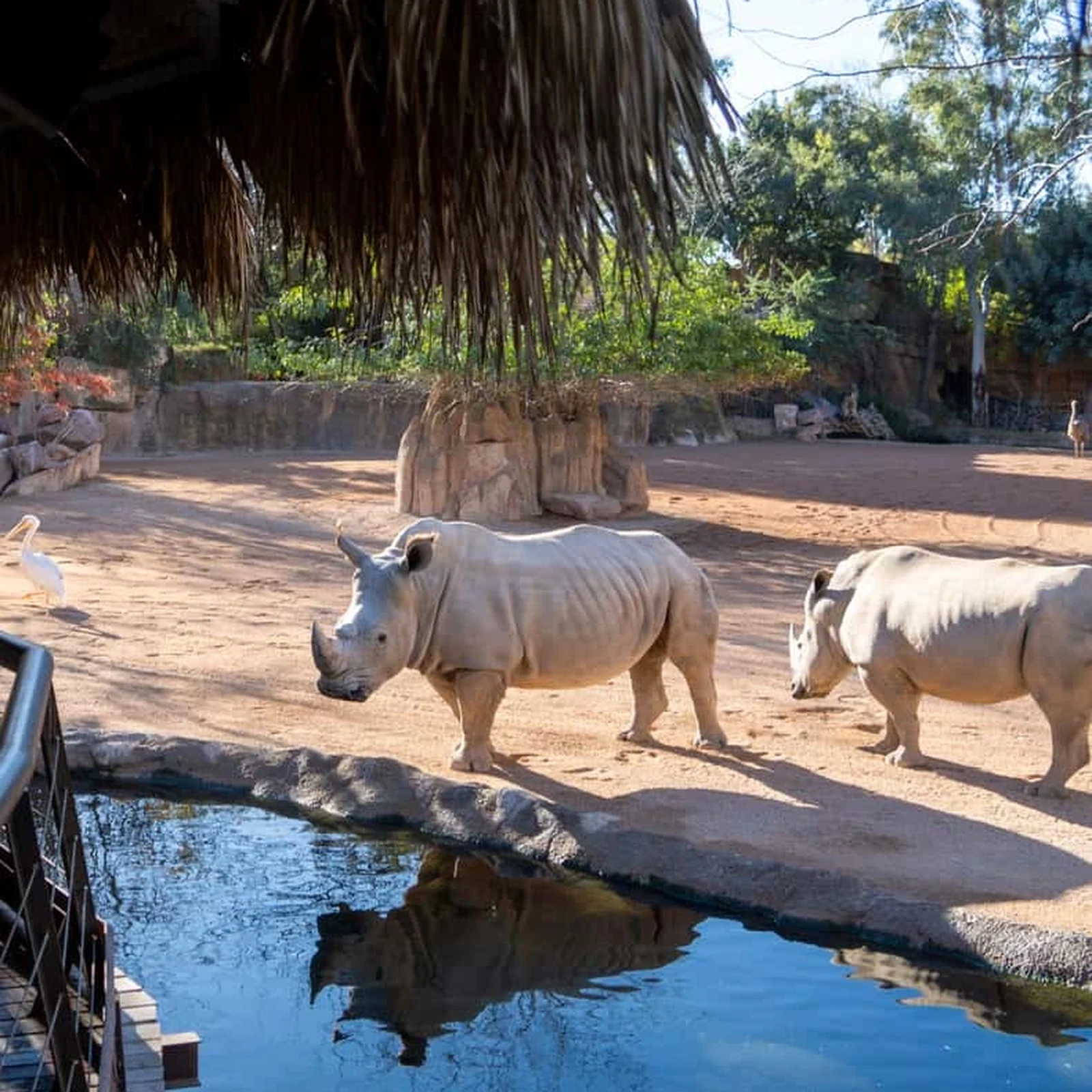 Bioparc Valencia Tickets for an African Wildlife Experience in Valencia