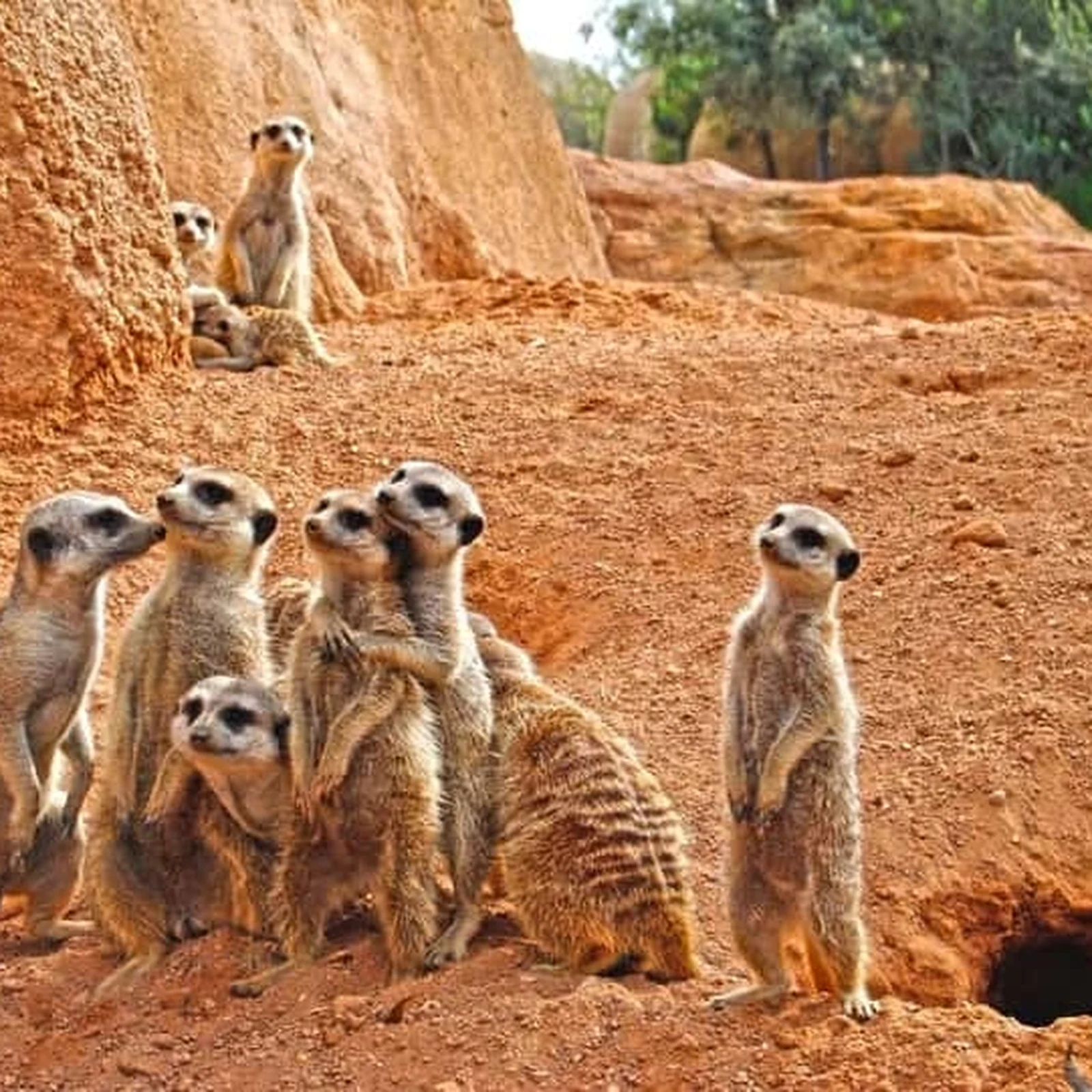 Bioparc Valencia Tickets for an African Wildlife Experience in Valencia